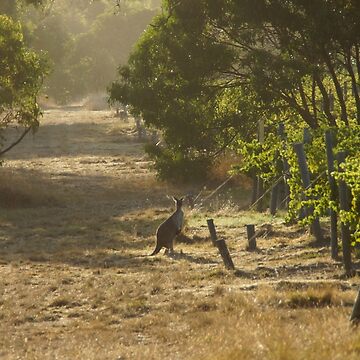 Artwork thumbnail, Roo in the Merlot - Magpie Springs - Adelaide Hills - Fleurieu Peninsula - by South Australian artist Avril Thomas by MagpieSprings