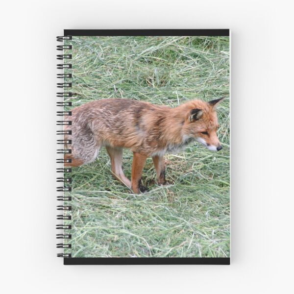 Item preview, A Fox designed and sold by Calidris Fotografie Steffi & Ben Köppler.