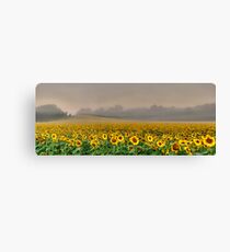 Foggy Sunflowers Canvas Print