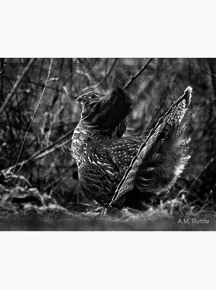 Deep in the Aspen Wood (b&w) by annruttle