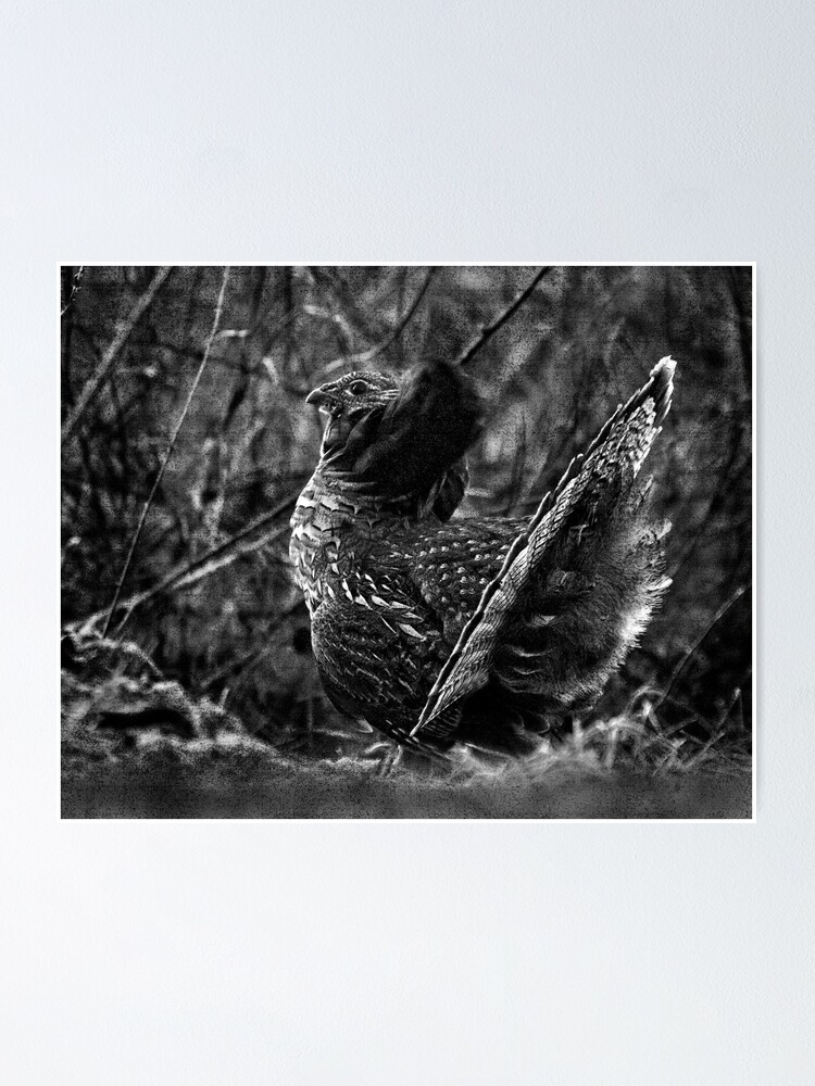 Alternate view of Deep in the Aspen Wood (b&w) Poster