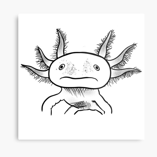 Lámina metálica «Ajolote» de jplrosman | Redbubble Lámina metálica «Ajolote» de jplrosman | Redbubble