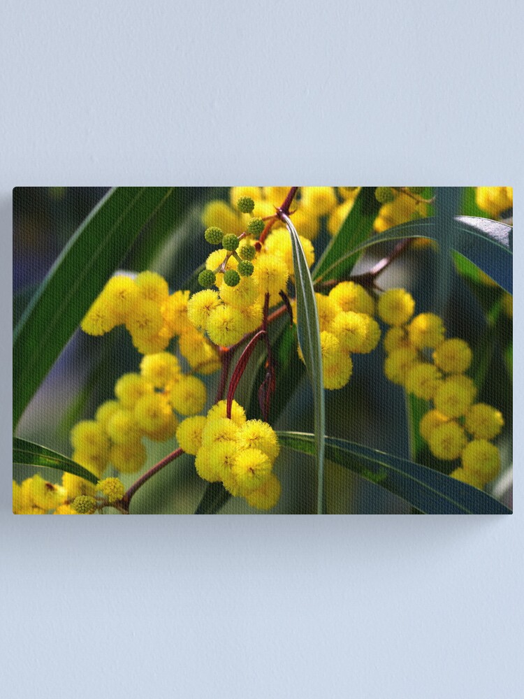Alternate view of Acacia macradenia Canvas Print