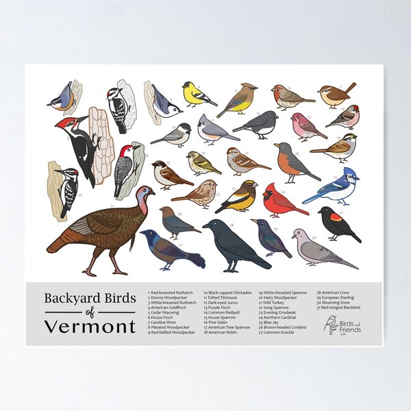 Item preview, Vermont - Backyard Birds of Vermont Field Guide Print - Bird Art Print - BirdsandFriends.co designed and sold by BirdsandFriends.