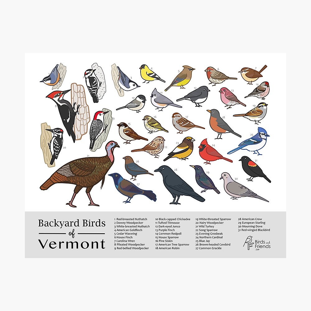 Most Common Birds of Vermont (with Pictures)