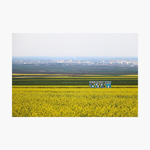 Apiary Photographic Print
