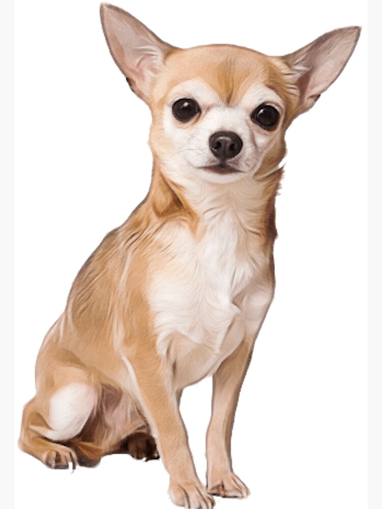 Cha Cha the Chihuahua