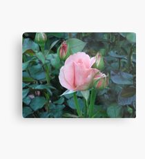 Rose Metal Print