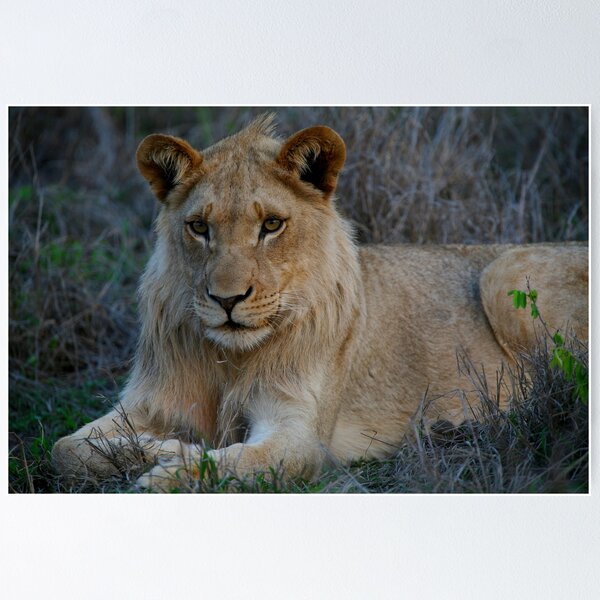Item preview, Young King designed and sold by naturalnomad.