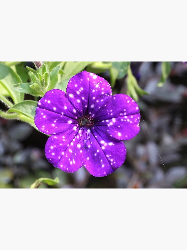 Lámina rígida «Petunia morada con manchas blancas» de eagleray | Redbubble