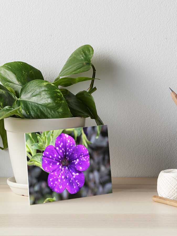 Lámina rígida «Petunia morada con manchas blancas» de eagleray | Redbubble