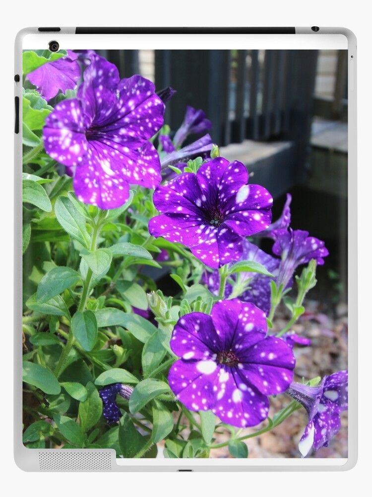 Funda y vinilo para iPad «Petunia morada con manchas blancas» de eagleray |  Redbubble