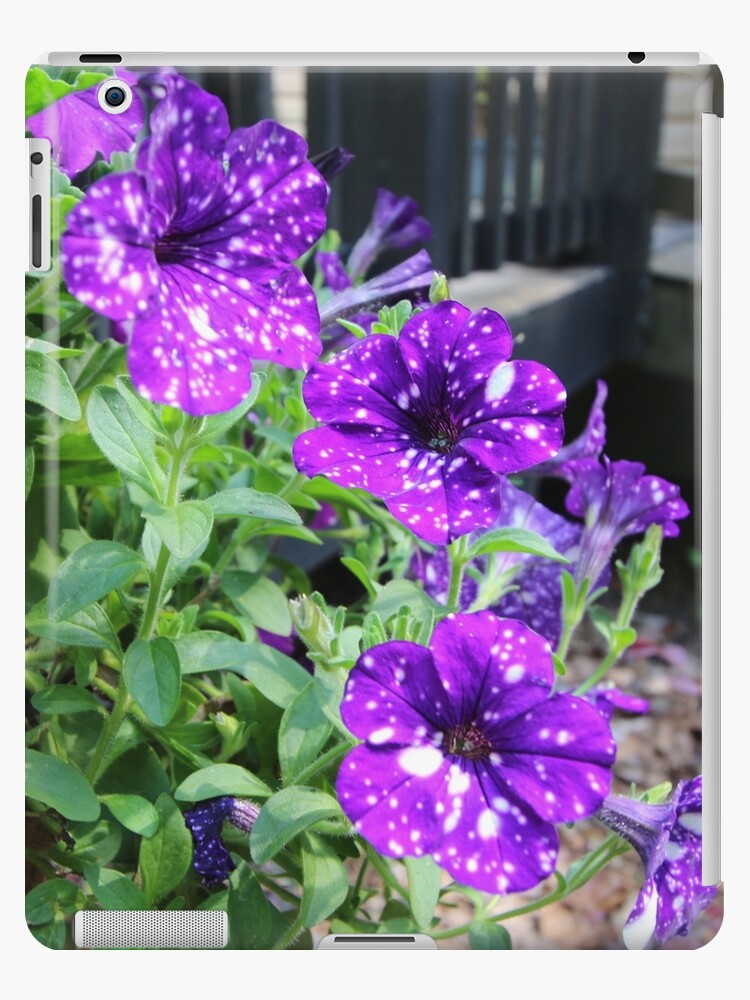 Funda y vinilo para iPad «Petunia morada con manchas blancas» de eagleray |  Redbubble