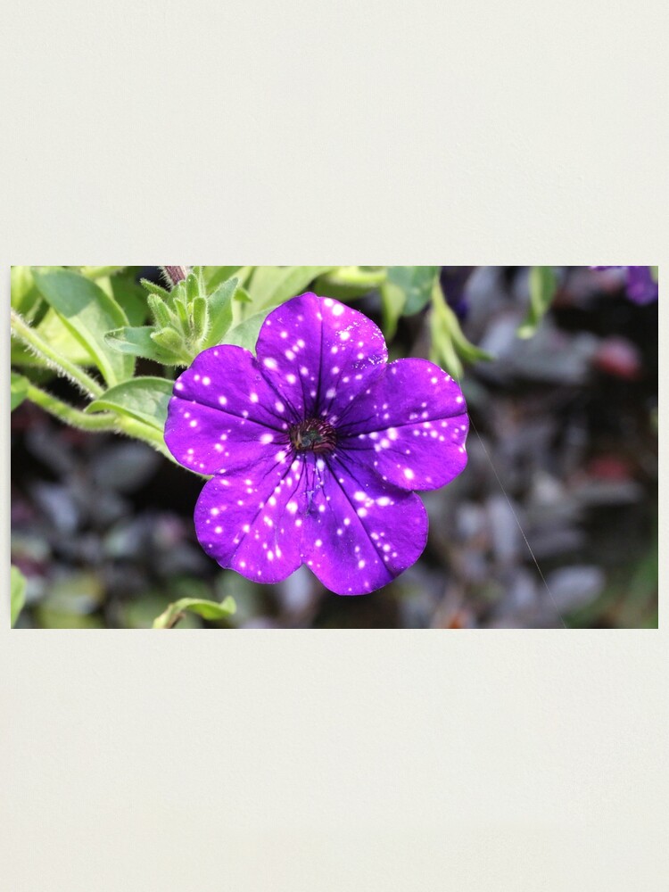 Lámina fotográfica «Petunia morada con manchas blancas» de eagleray |  Redbubble