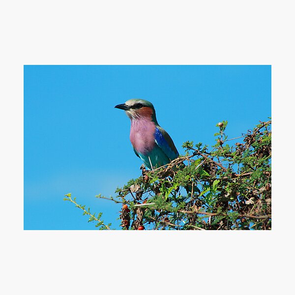 Artikelvorschau, Bright Bird entworfen und verkauft von dgoldman.