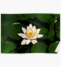 Water Lily Poster