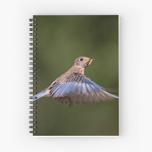 Item preview, Strange Bluebird Activity designed and sold by Bonnie T.  Barry.