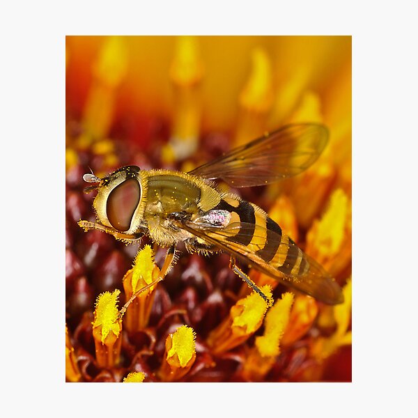Item preview, Vibrant Hoverfly designed and sold by Image123.