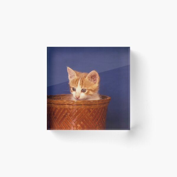 Item preview, Sooo Cute ! designed and sold by Steve Outram.