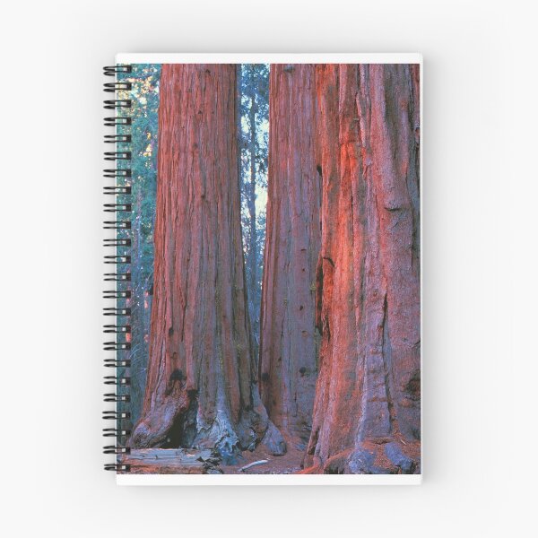 Item preview, OLDEST AND TALLEST LIVING THINGS ON EARTH designed and sold by Chuck Wickham.