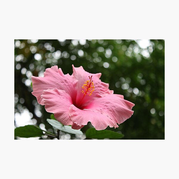 In the Pink Photographic Print