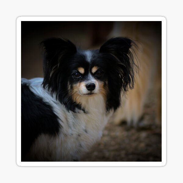 Papillon Hund Sticker