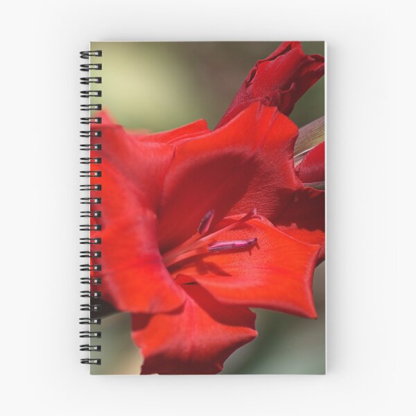 Item preview, Gladioli Manhattan designed and sold by Joy Watson - Natural Light Photography .