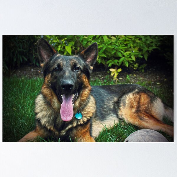 Item preview, Chewbacca the German Shepherd designed and sold by aaronc.