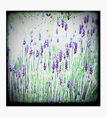 Lavender's Blue Dilly Dilly Photographic Print