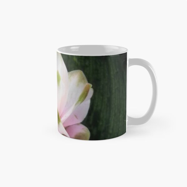 Item preview, Curcuma Plant designed and sold by Navigator.