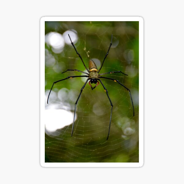 Item preview, He weaves a web and waits with anticipation! designed and sold by L Spittall.