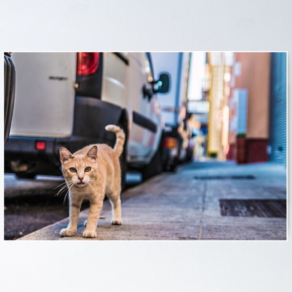Item preview, street cat designed and sold by Selmo  Almeida.