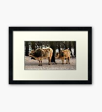 Brahman Cattle Framed Print