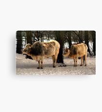 Brahman Cattle Canvas Print