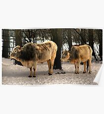 Brahman Cattle Poster