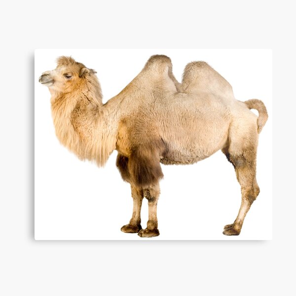 Item preview, Funky Camel designed and sold by dcohea.