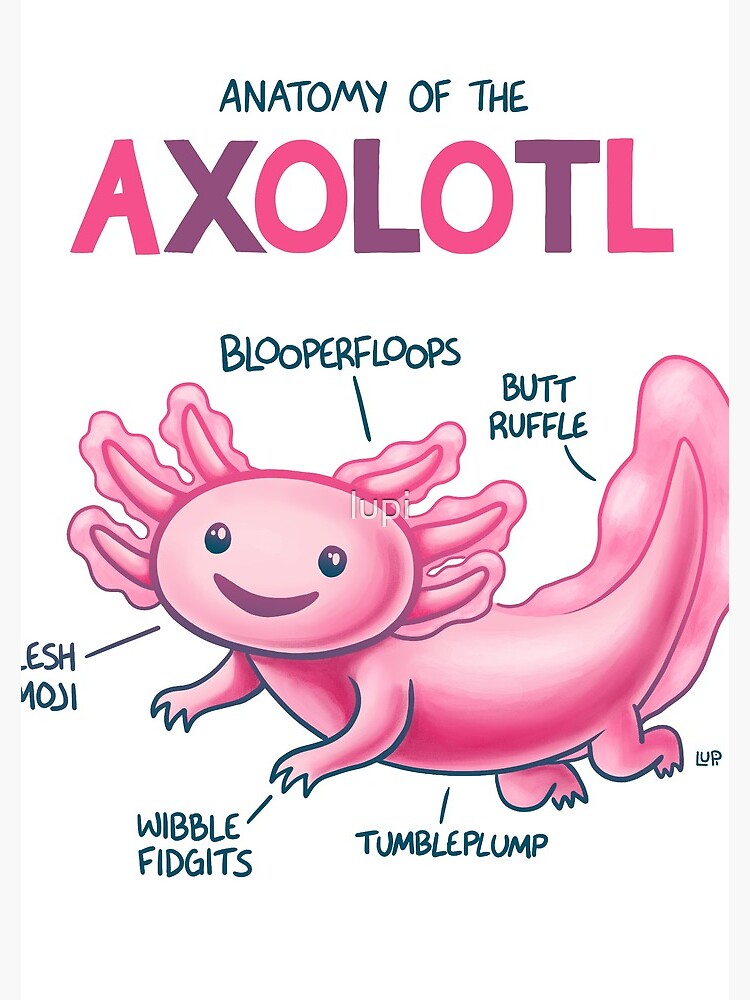 Anatomy of the Axolotl by lupi