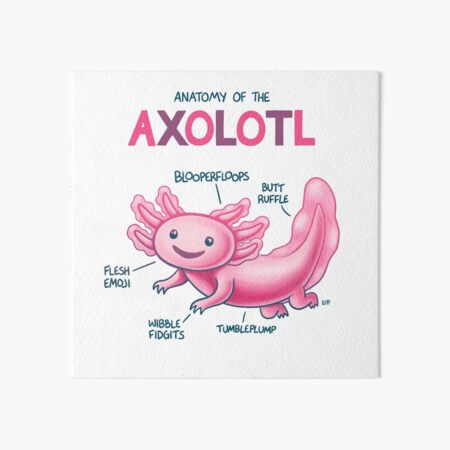 Anatomy of the Axolotl Art Board Print