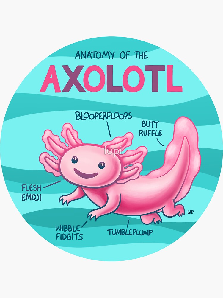 Anatomy of the Axolotl by lupi