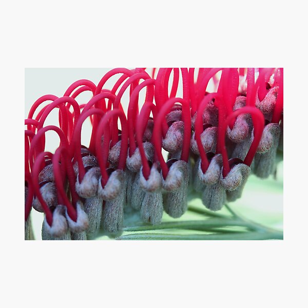 Grevillea scarlet king. Photographic Print