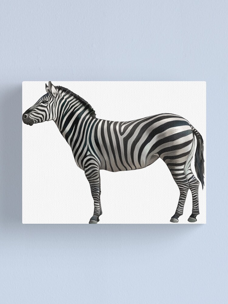 "Zebra" Canvas Print for Sale by dcohea Redbubble