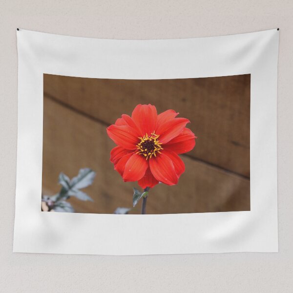 Item preview, Dahlia 'Bishop of Llandaff' designed and sold by santoshputhran.