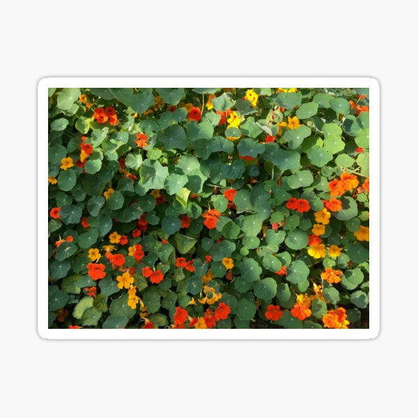 Tropaeolum Majus (Indian Cress) Sticker