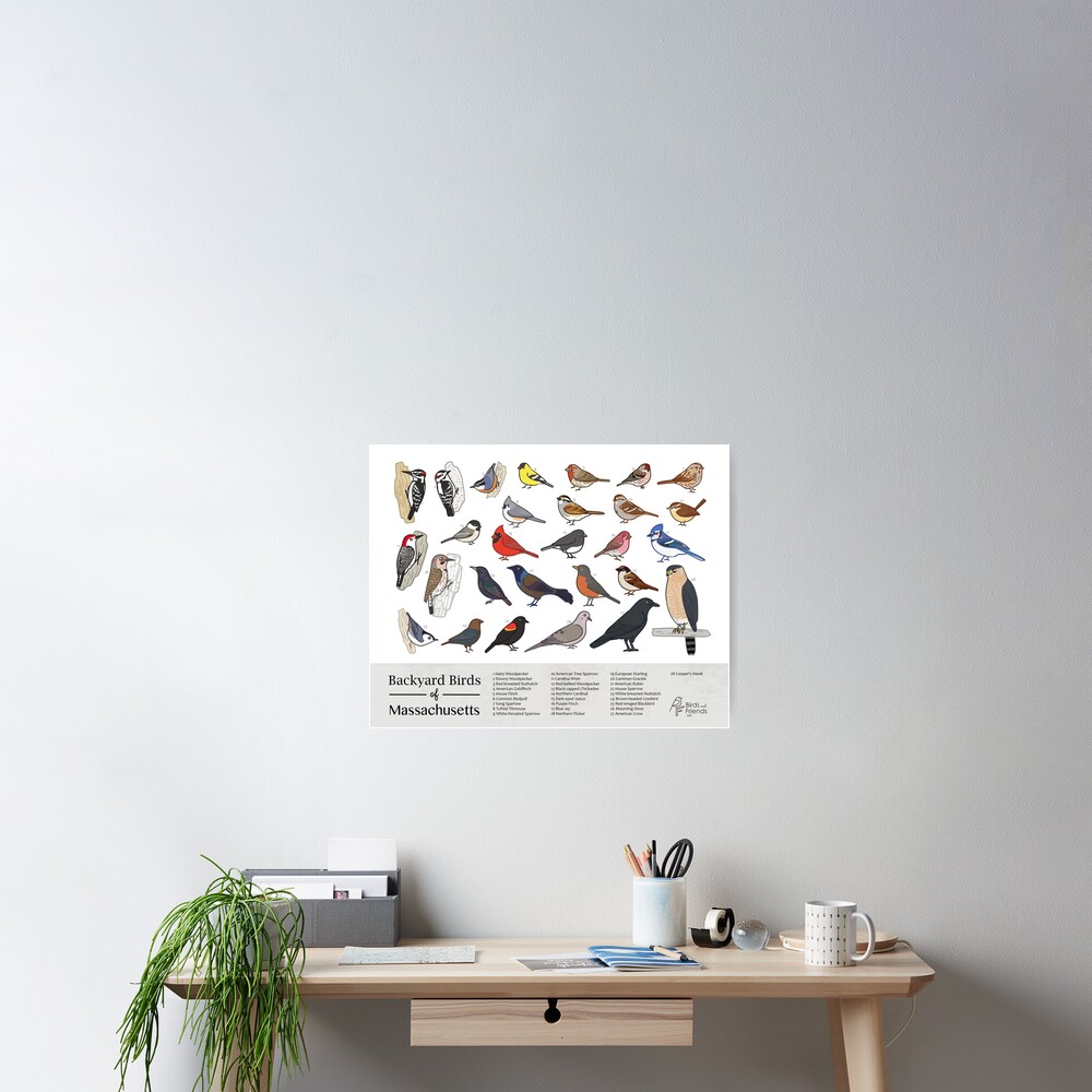 "Massachusetts - Backyard Birds of Massachusetts Field Guide Print