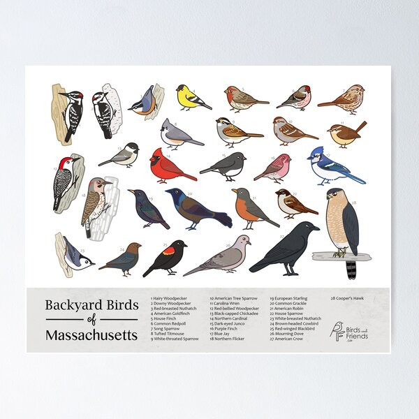 Item preview, Massachusetts - Backyard Birds of Massachusetts Field Guide Print - Bird Art Print - BirdsandFriends.co designed and sold by BirdsandFriends.