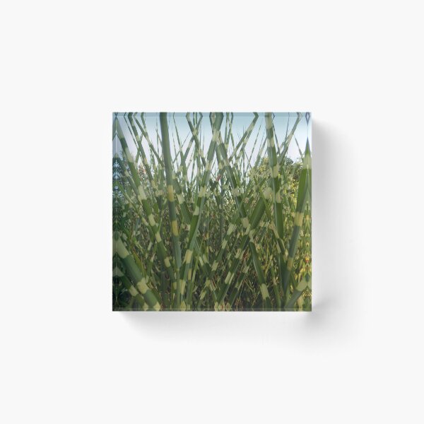 Item preview, Grassy Skies designed and sold by Lilmsscareall.