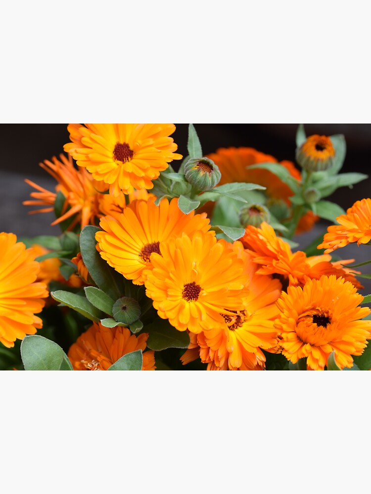 Pot marigold by santoshputhran