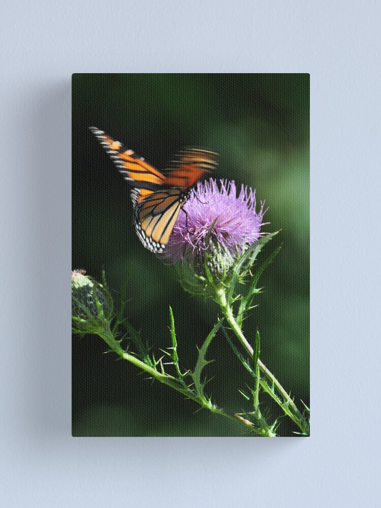 Thumbnail 1 of 3, Canvas Print, Monarch flutter designed and sold by mltrue.