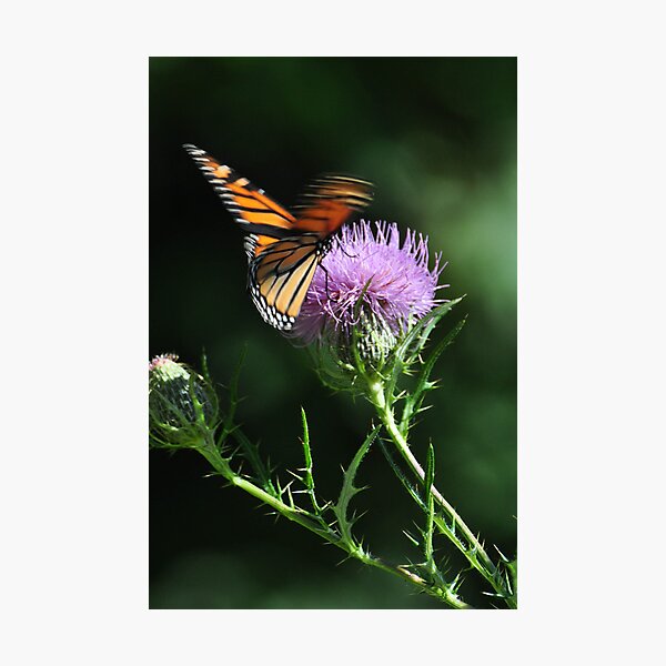 Item preview, Monarch flutter designed and sold by mltrue.