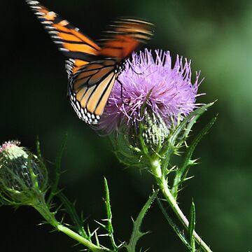 Artwork thumbnail, Monarch flutter by mltrue